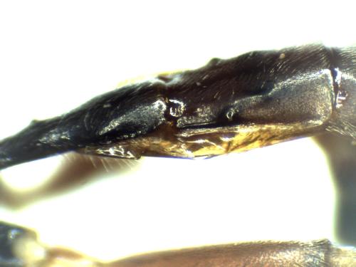 Réf. 298 552 : Hadrodactylus sp.